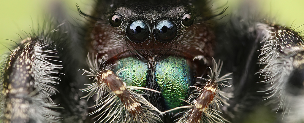 Spiders Can Get So Hungry They Start Losing Their Eyesight ...